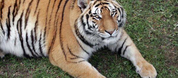 一只老虎在俄滨海边疆区袭击两头牛 未威胁居民 一只老虎在俄滨海边疆区袭击两头牛 未威胁居民 - 俄罗斯卫星通讯社