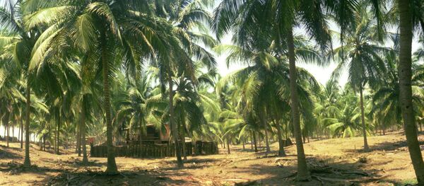 尼日利亞 尼日利亞 - 俄羅斯衛星通訊社