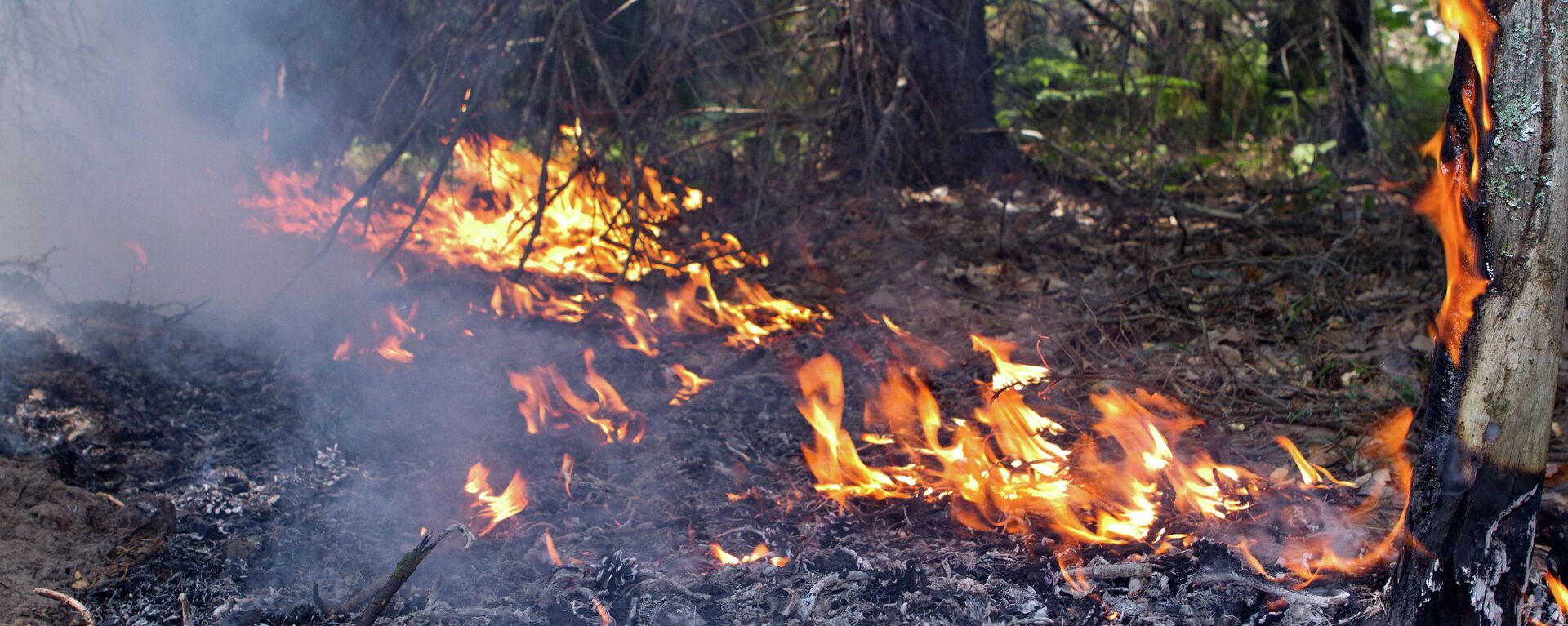 俄生態學家：應研究加拿大火災情況，避免在俄羅斯發生類似火災 - 俄羅斯衛星通訊社, 1920, 11.06.2023