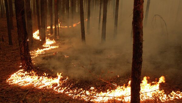  森林火災 - 俄羅斯衛星通訊社