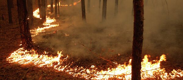 森林火灾 - 俄罗斯卫星通讯社