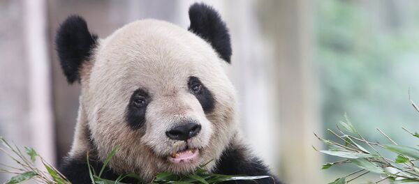 在中国动物园和养殖场中的数只大熊猫因瘟疫死亡 - 俄罗斯卫星通讯社