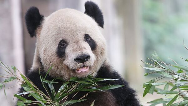 美國華盛頓動物園大熊貓產下幼崽 - 俄羅斯衛星通訊社