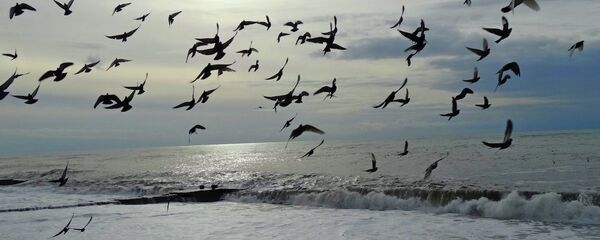 冬季的索契 - 俄罗斯卫星通讯社