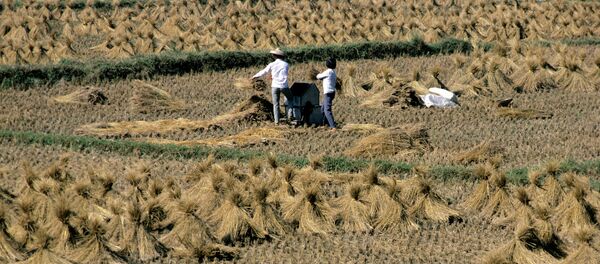 华媒：中国超级杂交稻亩产创世界新纪录 - 俄罗斯卫星通讯社