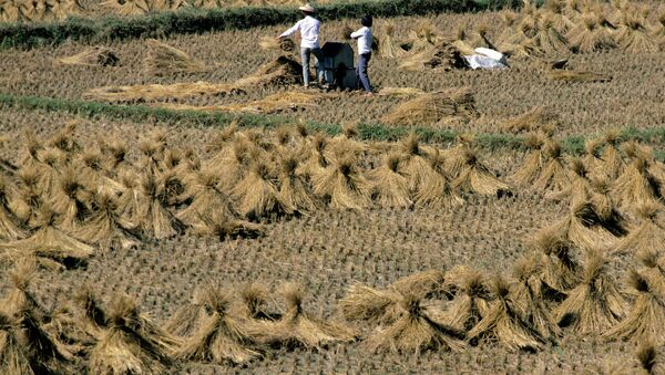 印度與中國究竟誰是水稻的發現者？ - 俄羅斯衛星通訊社