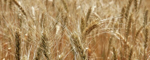 小麥 - 俄羅斯衛星通訊社