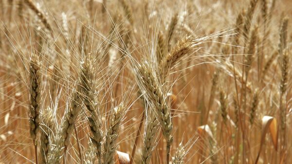 俄農業部：俄2017-18農業年的小麥出口可達4000萬噸 - 俄羅斯衛星通訊社