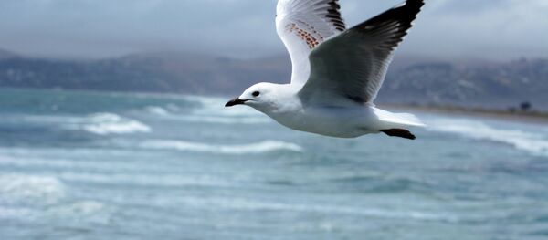 太平洋 - 俄羅斯衛星通訊社