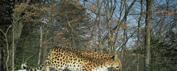 “豹之乡”公园试用无人机保护远东豹 - 俄罗斯卫星通讯社