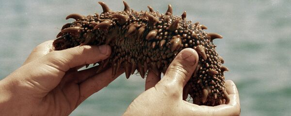 海参 - 俄罗斯卫星通讯社