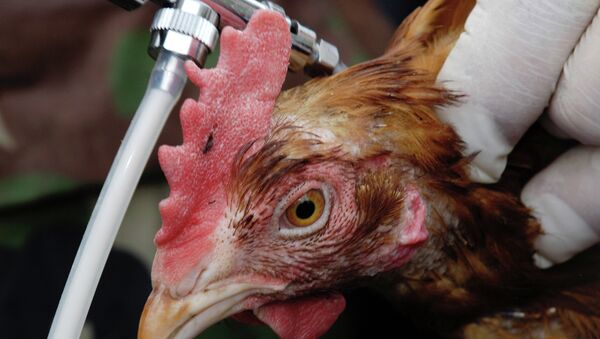 日本西南部发现禽流感疫情，将扑杀7.3万只鸡 - 俄罗斯卫星通讯社