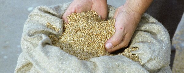 春小麦 - 俄罗斯卫星通讯社