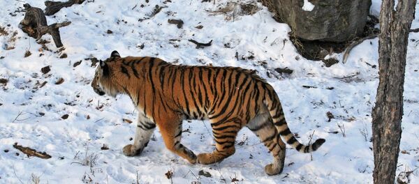 俄羅斯對阿穆爾虎和遠東豹進行大規模普查 俄羅斯對阿穆爾虎和遠東豹進行大規模普查 - 俄羅斯衛星通訊社