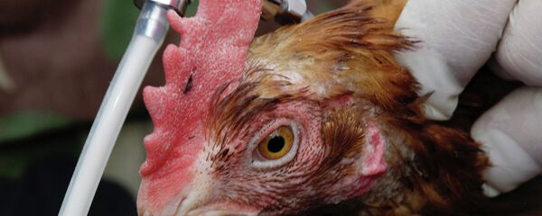禽流感疫苗 禽流感疫苗 - 俄罗斯卫星通讯社