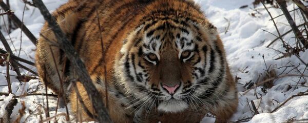 俄越境虎在中国吃了一只羊 - 俄罗斯卫星通讯社