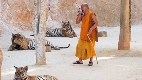 在泰国约有100只老虎被扣 - 俄罗斯卫星通讯社