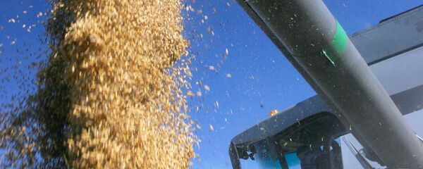 今年1-8月满洲里口岸进口俄罗斯粮食5.4万吨 - 俄罗斯卫星通讯社