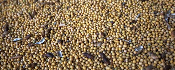 中粮集团与两家俄罗斯农业企业签署大豆进口意向协议 中粮集团与两家俄罗斯农业企业签署大豆进口意向协议 - 俄罗斯卫星通讯社