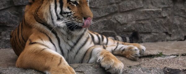 阿穆尔虎 阿穆尔虎 - 俄罗斯卫星通讯社