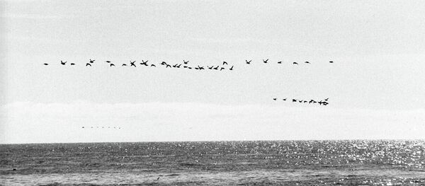 太平洋 - 俄罗斯卫星通讯社