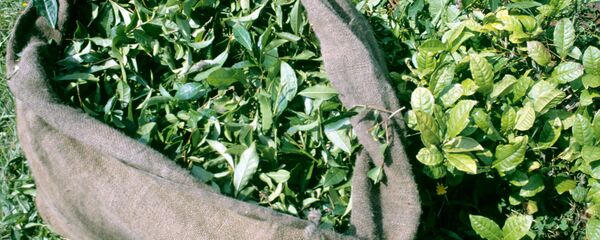 苏格兰首次培育出本土茶叶 - 俄罗斯卫星通讯社