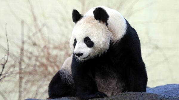 中国警方逮捕10名猎杀大熊猫罪犯 - 俄罗斯卫星通讯社
