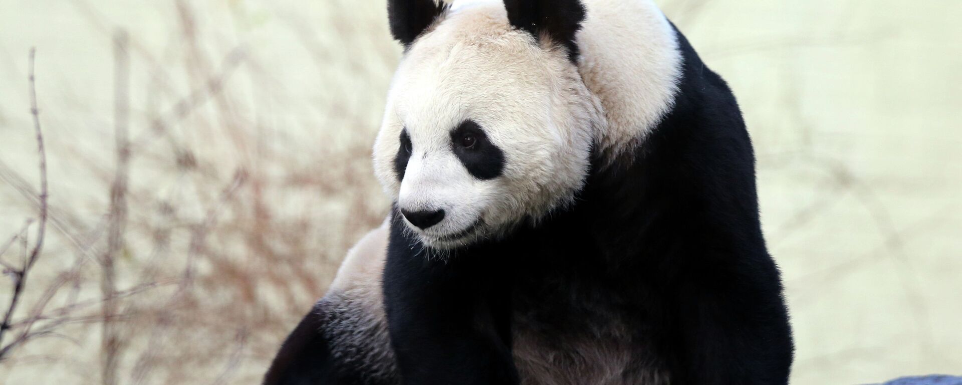 媒体：中国计划将新一对大熊猫送往美国圣迭戈动物园 - 俄罗斯卫星通讯社, 1920, 22.02.2024