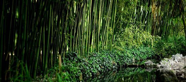 科学家驳斥了生命起源于海洋的理论 - 俄罗斯卫星通讯社