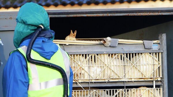 Южная Корея запретила импорт мяса птицы из Швеции - 俄罗斯卫星通讯社