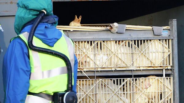 俄动植物卫生监督局可能建议莫斯科近郊因禽流感实行隔离 - 俄罗斯卫星通讯社