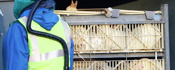 Department For Environment Food and Rural Affairs (DEFRA) officials move crates of ducks during a cull at a duck farm in Nafferton - 俄罗斯卫星通讯社