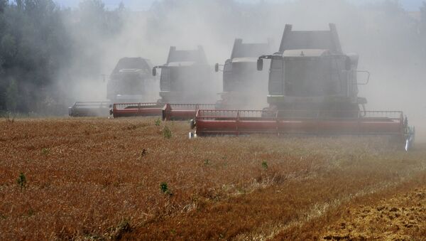 Grain harvesting in Otradaagroinvest, Mtsensk District, Oryol Region - 俄羅斯衛星通訊社