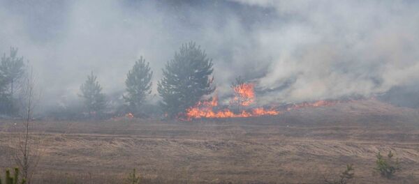 森林火灾 - 俄罗斯卫星通讯社
