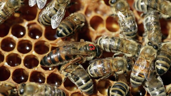 俄巴什科尔托斯坦共和国议员拟通过法律保护蜜蜂免受中国杀虫剂侵害 - 俄罗斯卫星通讯社