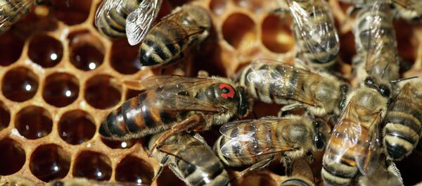 纽约时代广场热狗摊受大批蜜蜂袭击 广场被迫封闭 - 俄罗斯卫星通讯社