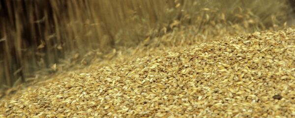 粮食 - 俄罗斯卫星通讯社