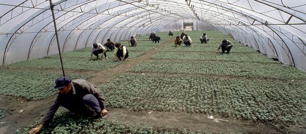 中國菜農（俄羅斯濱海邊疆區） - 俄羅斯衛星通訊社
