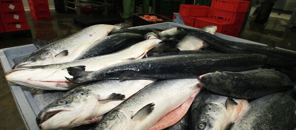 俄滨海边疆区渔业协会会长：俄中渔业合作前景广阔 - 俄罗斯卫星通讯社