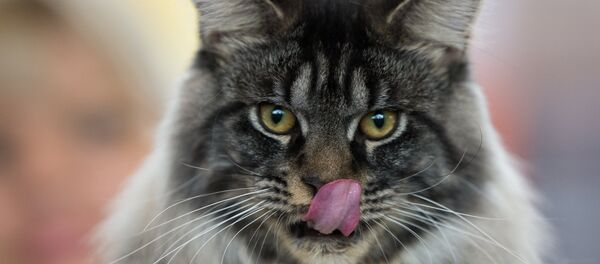 首届中俄国际名猫展在黑河举行 - 俄罗斯卫星通讯社