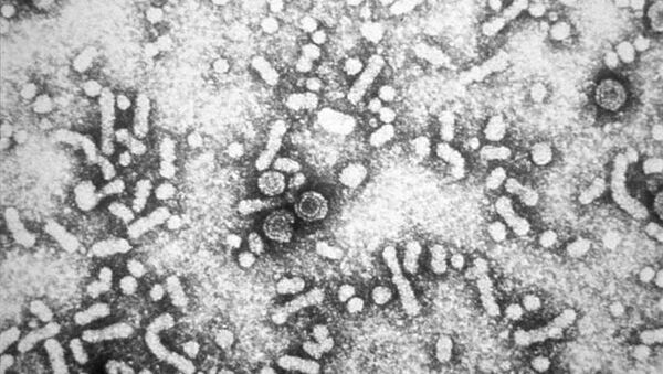 乙型肝炎病毒 - 俄罗斯卫星通讯社
