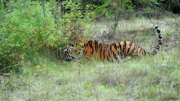 世界自然基金会：饲料资源增加与打击盗猎促使濒危虎豹数量上升 - 俄罗斯卫星通讯社