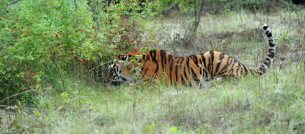 世界自然基金会:饲料资源增加与打击盗猎促使濒危虎豹数量上升 世界自然基金会:饲料资源增加与打击盗猎促使濒危虎豹数量上升 - 俄罗斯卫星通讯社