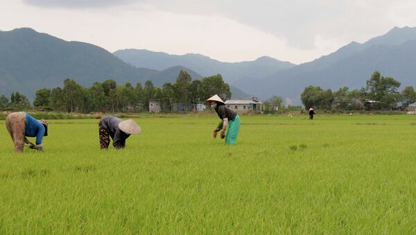 稻农——越南 - 俄罗斯卫星通讯社