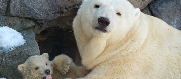 莫斯科動物園，北極熊 - 俄羅斯衛星通訊社