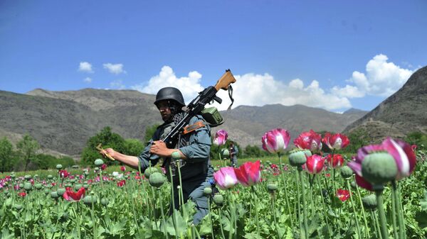 美國花錢打擊阿富汗販毒是浪費 - 俄羅斯衛星通訊社