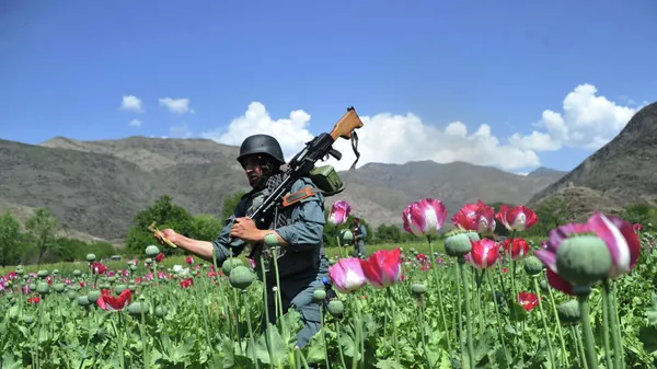 俄外交部：阿富汗毒品流入俄罗斯的危险真实存在 - 俄罗斯卫星通讯社