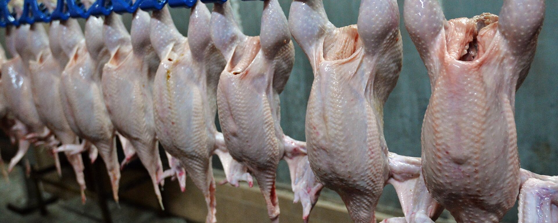 俄國家養禽者聯盟：第一季度禽肉出口增長50%4月增長20%  - 俄羅斯衛星通訊社, 1920, 25.05.2022