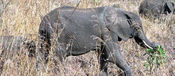 母象逃出德国马戏团并导致一名路人遇难 母象逃出德国马戏团并导致一名路人遇难 - 俄罗斯卫星通讯社
