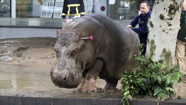 第比利斯动物园声明：半数以上饲养动物死亡 - 俄罗斯卫星通讯社